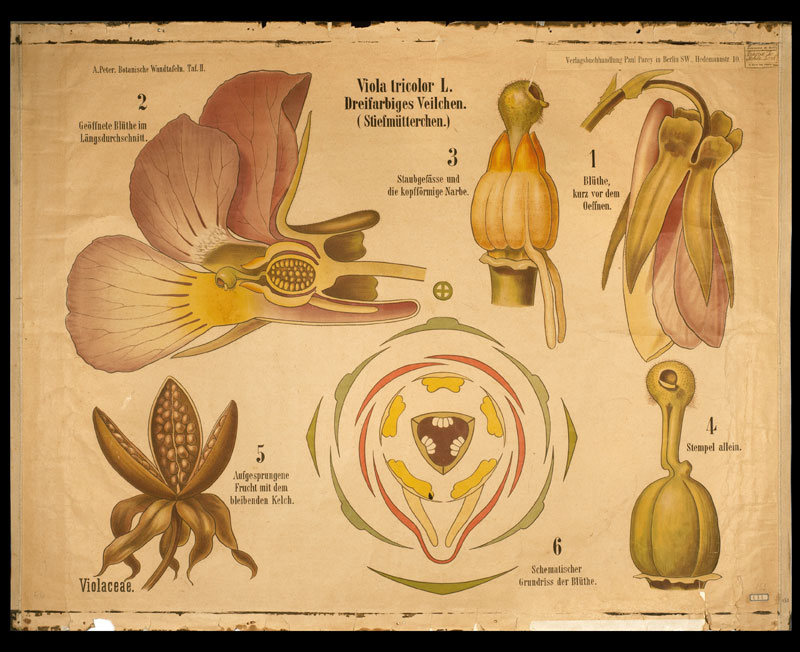 Tafel 02 Violaceae.jpg